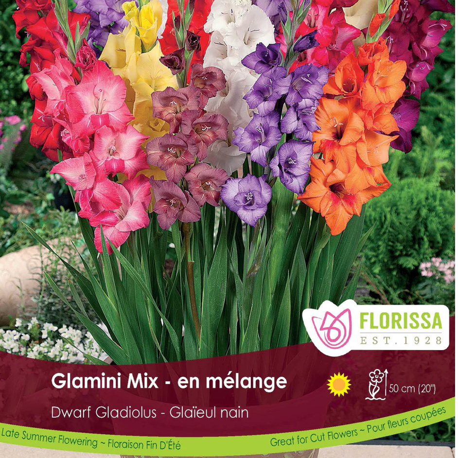 Gladiola Glamini Mix