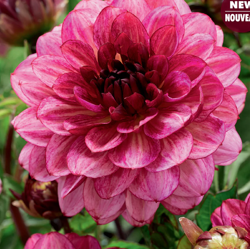 Dahlia Tubers | Muchacha Decorative