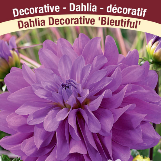 Dahlia Tubers | Bluetiful Decorative