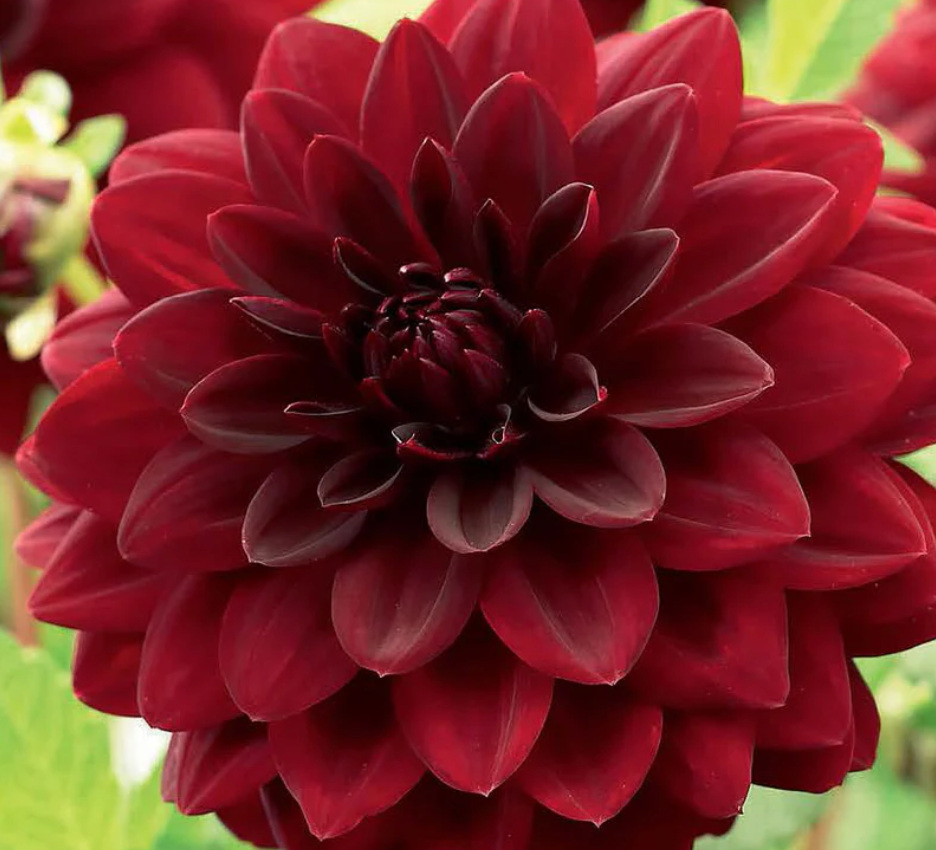 Dahlia Tubers | Arabian Night Decorative