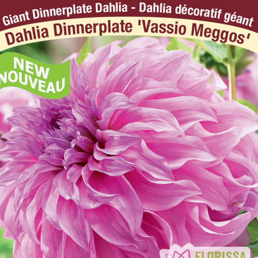 Dahlia Tubers | Vassio Meggos Dinnerplate