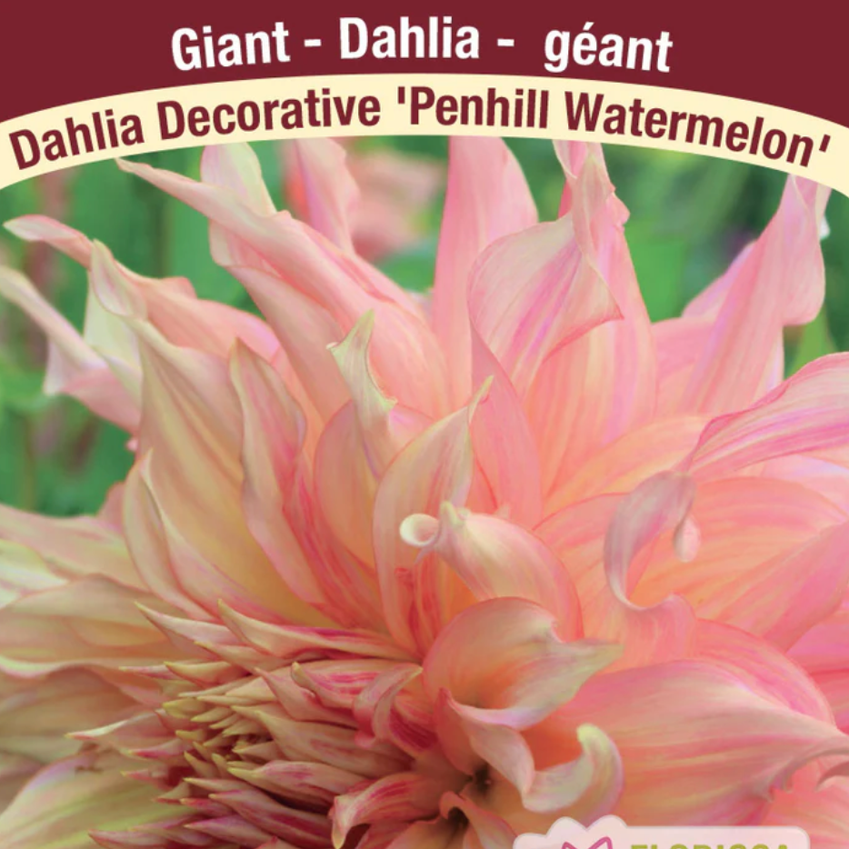 Dahlia Tubers | Pencil Watermelon Dinnerplate