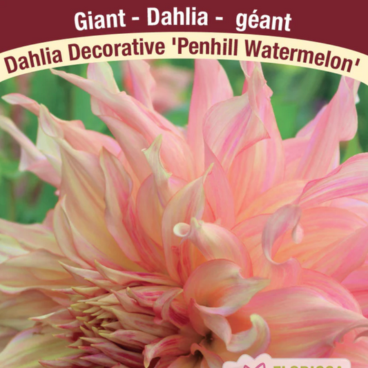 Dahlia Tubers | Pencil Watermelon Dinnerplate