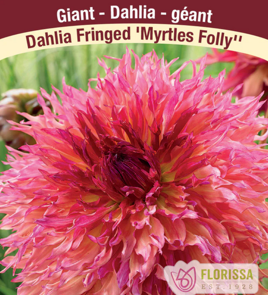 Dahlia Tubers | Myrtle's Folly Dinnerplate Fringed