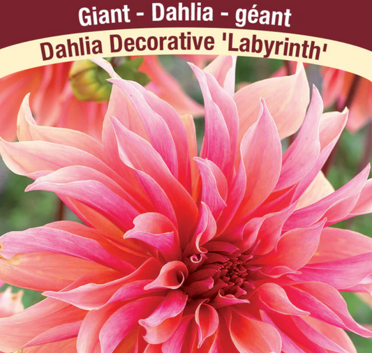 Dahlia Tubers | Labyrinth Dinnerplate