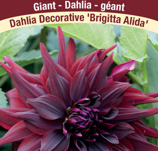 Dahlia Tubers | Brigitta Alida Dinnerplate