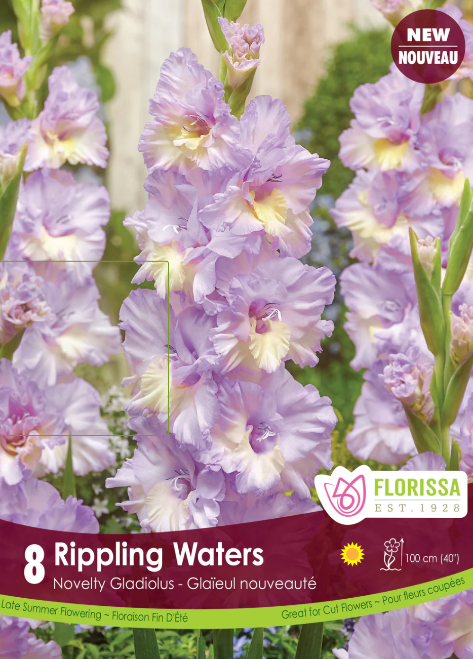 Gladiola | Rippling Water 8pck