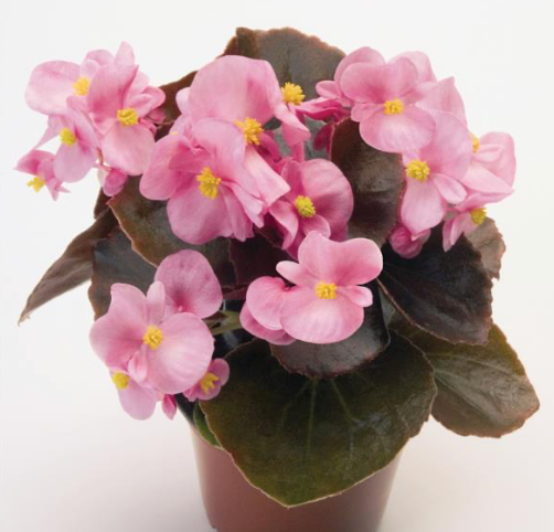 Begonia 606 | Garden Seedling