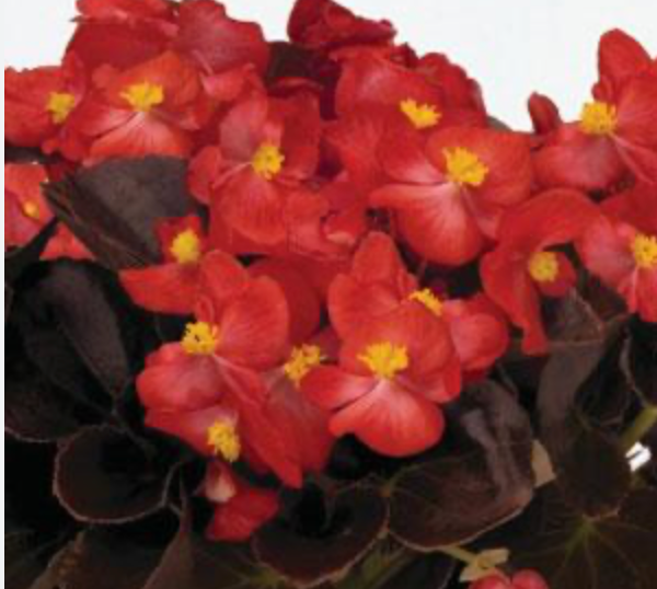 Begonia 606 | Garden Seedling