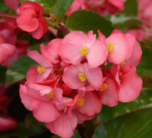 Begonia 606 | Garden Seedling