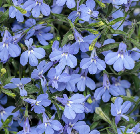 Lobelia 606 | Garden Seedling