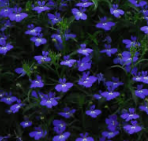 Lobelia 606 | Garden Seedling