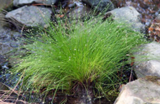 Fiber Optics Grass 4” | Garden Seedling