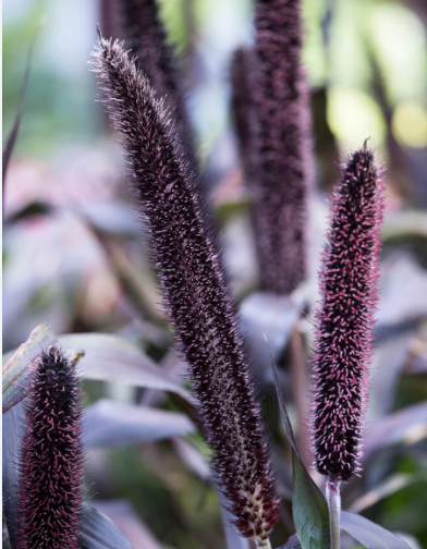 Purple Fountain Grass 6” | Garden Seedling