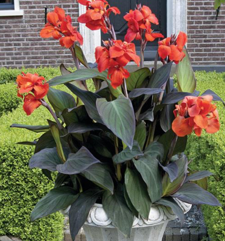 Canna Lily 6" | Garden Seedling