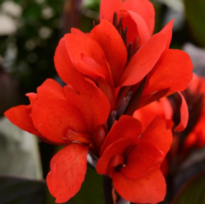 Canna Lily 6" | Garden Seedling