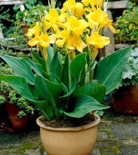 Canna Lily 6" | Garden Seedling