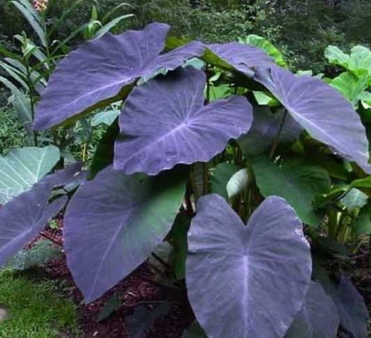 Colocasia Black Magic