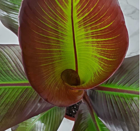 Red Banana  6" | Garden Seedling