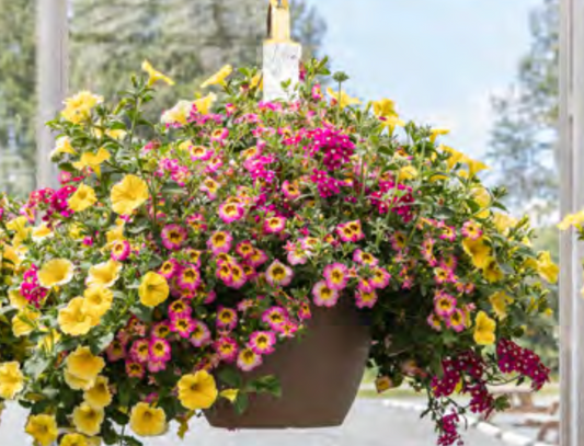 Large Floral Outdoor Hanging Baskets 13”