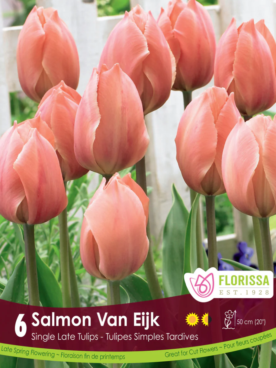 Tulips | Salmon Von Eijk 6pk