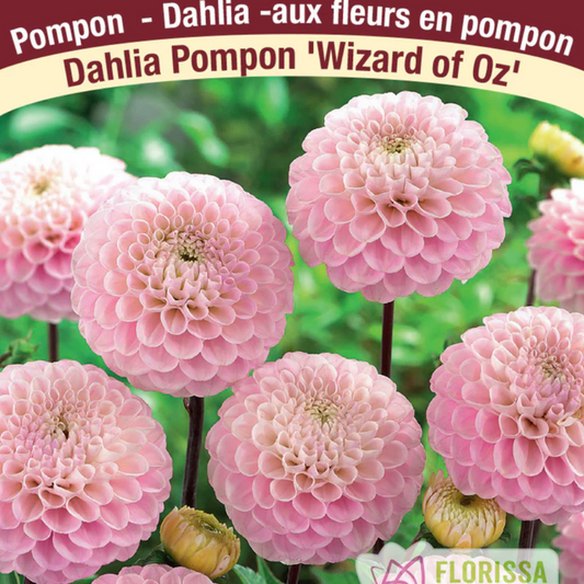 Dahlia Tubers | Wizard Of Oz Pompon Ball