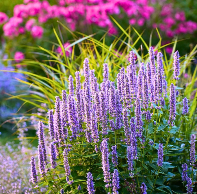 Anise Hyssop 606 | Garden Seedling