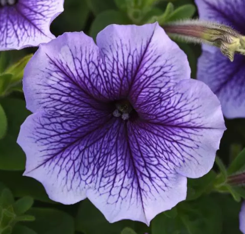 Petunias | Garden Seedling