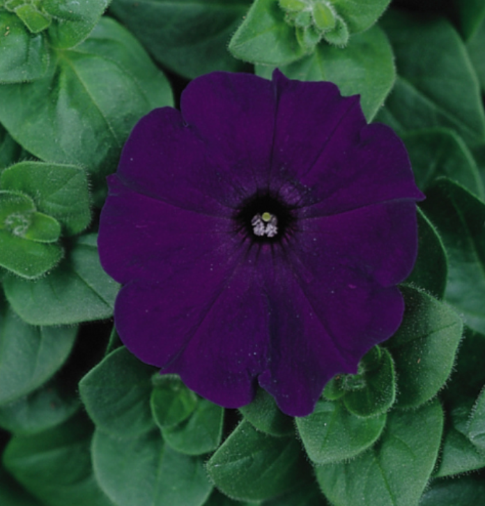 Petunias | Garden Seedling