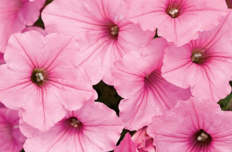 Petunias | Garden Seedling