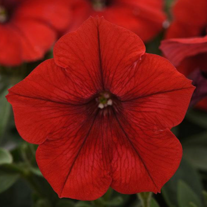 Petunias | Garden Seedling