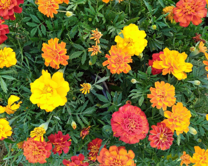 Marigolds 606 | Garden Seedling