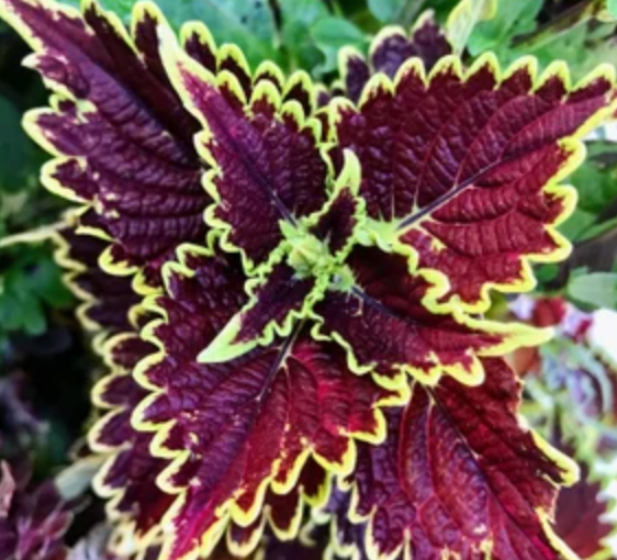 Coleus 4” | Garden Seedling