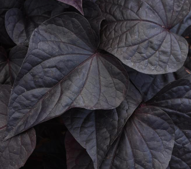 Sweet Potato Vine 4"