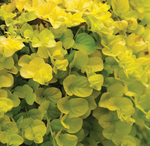 Lysmachia Creeping Jenny 4" | Garden Seedling