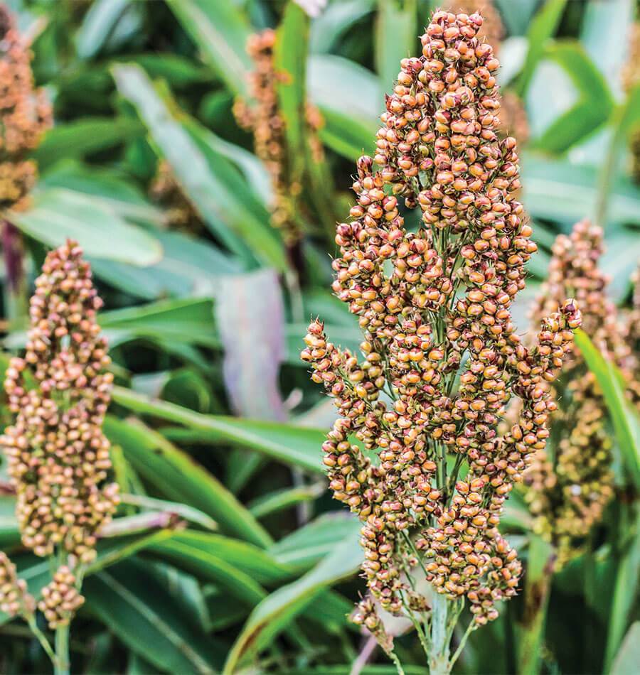 Seeds | Corn Broom Corn