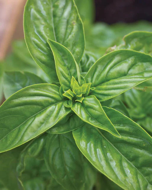 Seeds | Basil Sweet