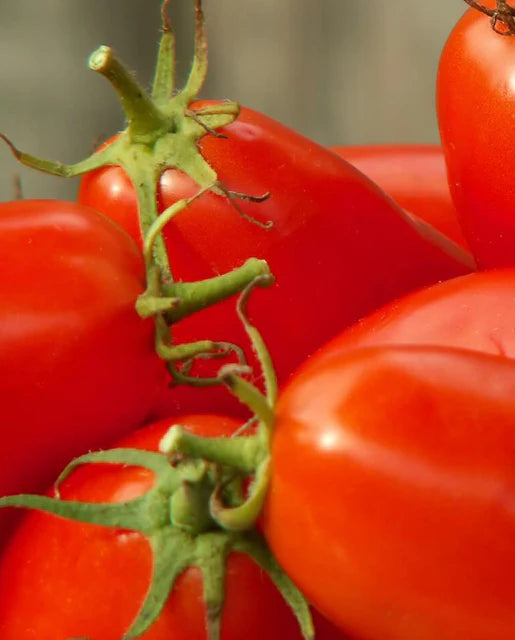 Seeds | Tomatoes Amish Paste