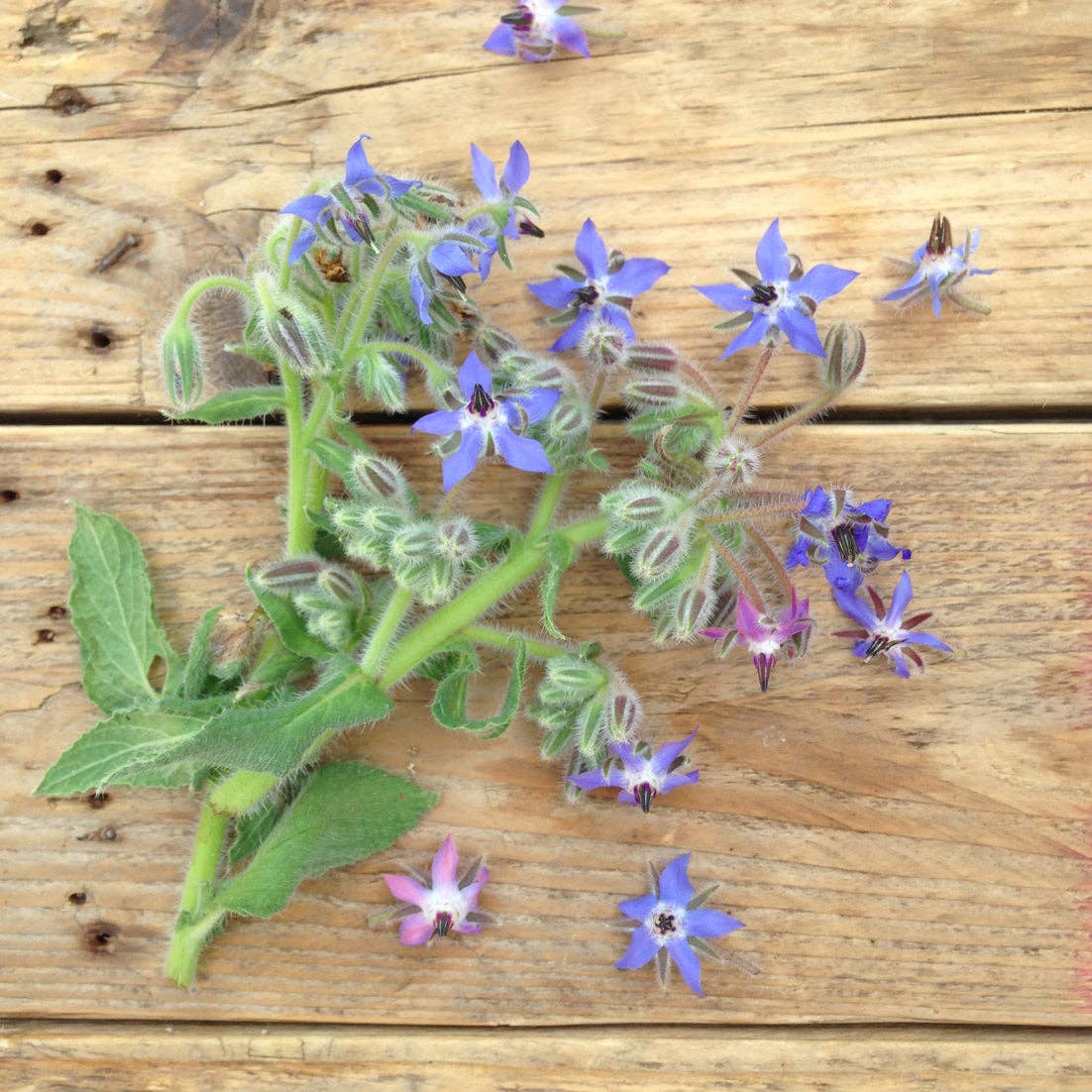 Borage Flower Mix