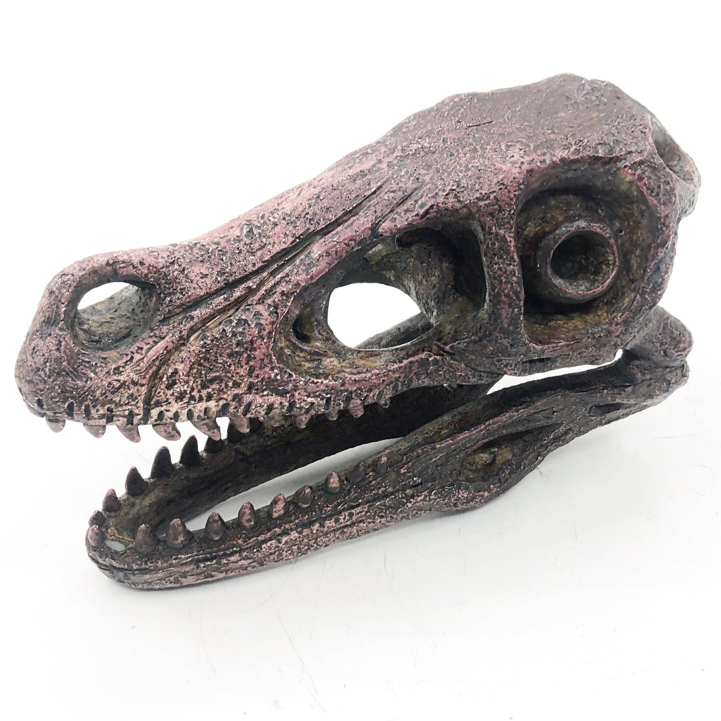 Velociraptor Mini Dinosaur Fossil Skull Faux