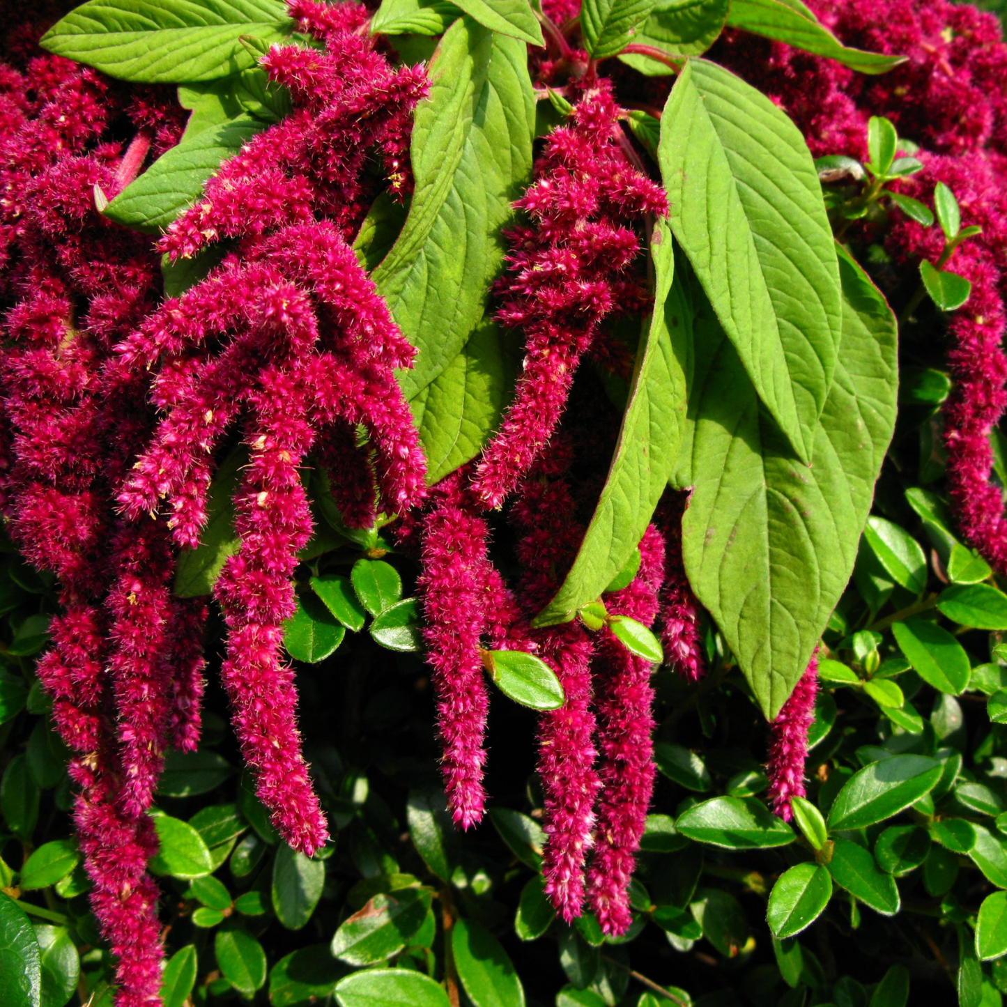 Amaranth 'Love Lies Bleeding'