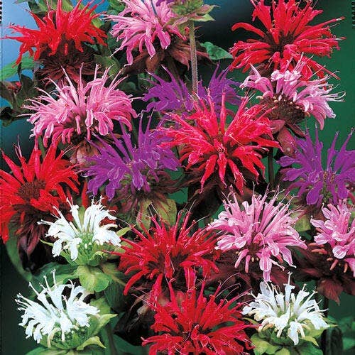 Monarda Panorama Mix