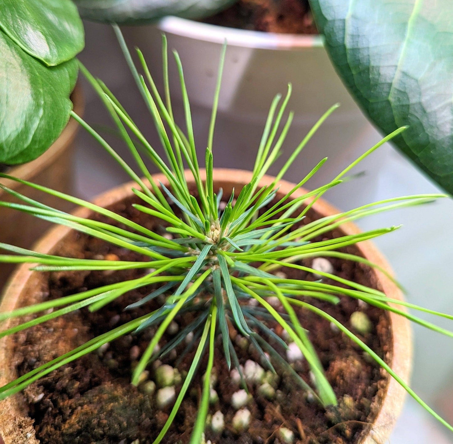 Pinus Thunbergii 'Japanese Black Pine' Seeds