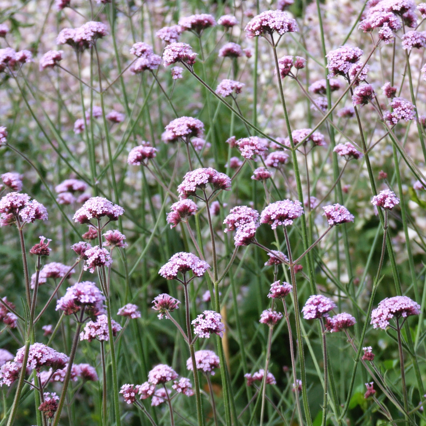 Butterflies' Garden Flowers