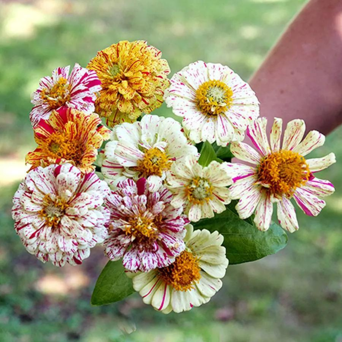 Old Flowers Meadow