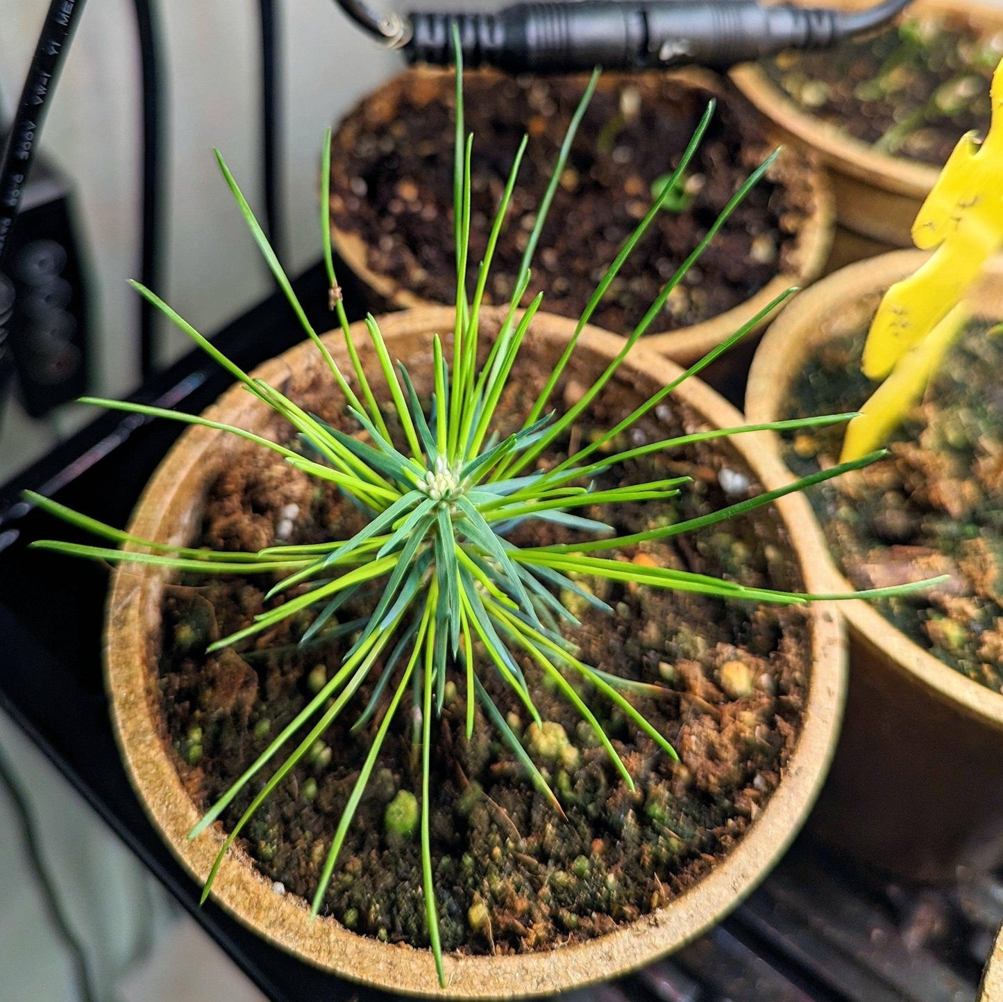 Pinus Thunbergii 'Japanese Black Pine' Seeds