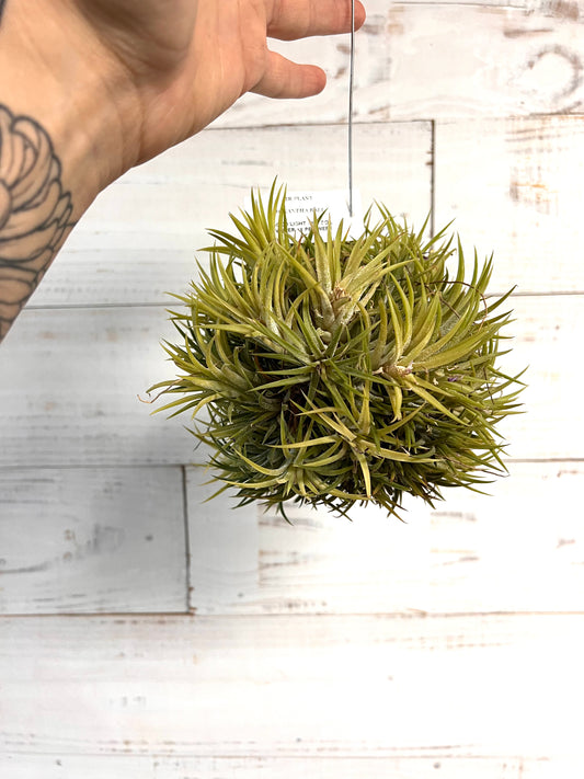 Tillandsia | Ionantha Ball