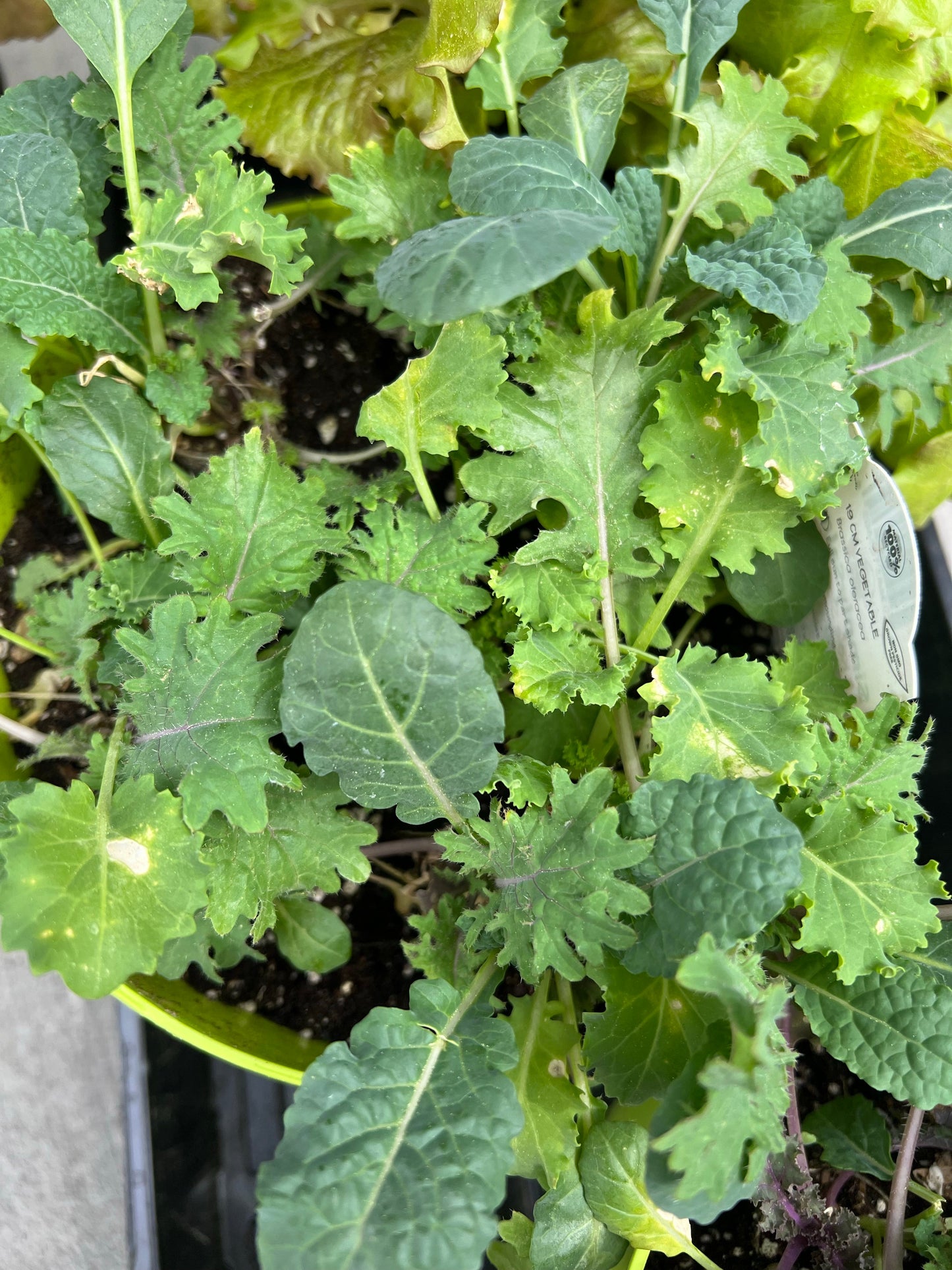 Kale | Garden Seedling