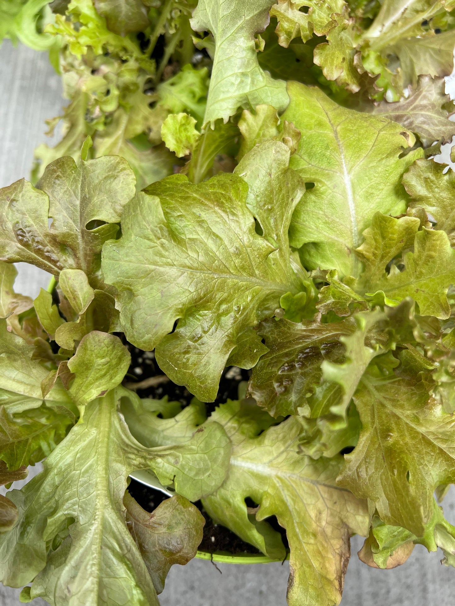 Kale | Garden Seedling