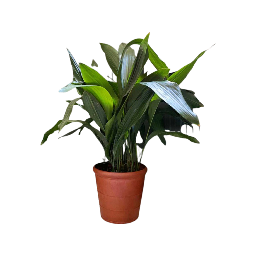 Aspidistra | Cast Iron Plant